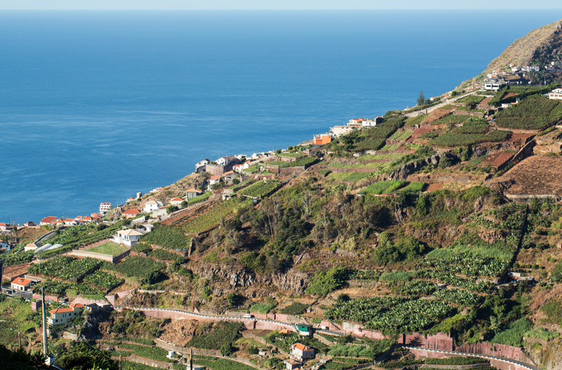 Madeira-Vineyard-800